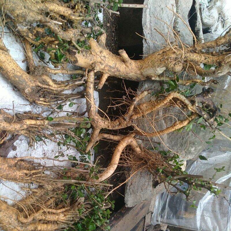 Kayu Lemo Asli Atau Krangen Lazada Indonesia