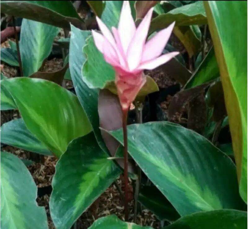 Tanaman Hias Calathea Bintang Lazada Indonesia