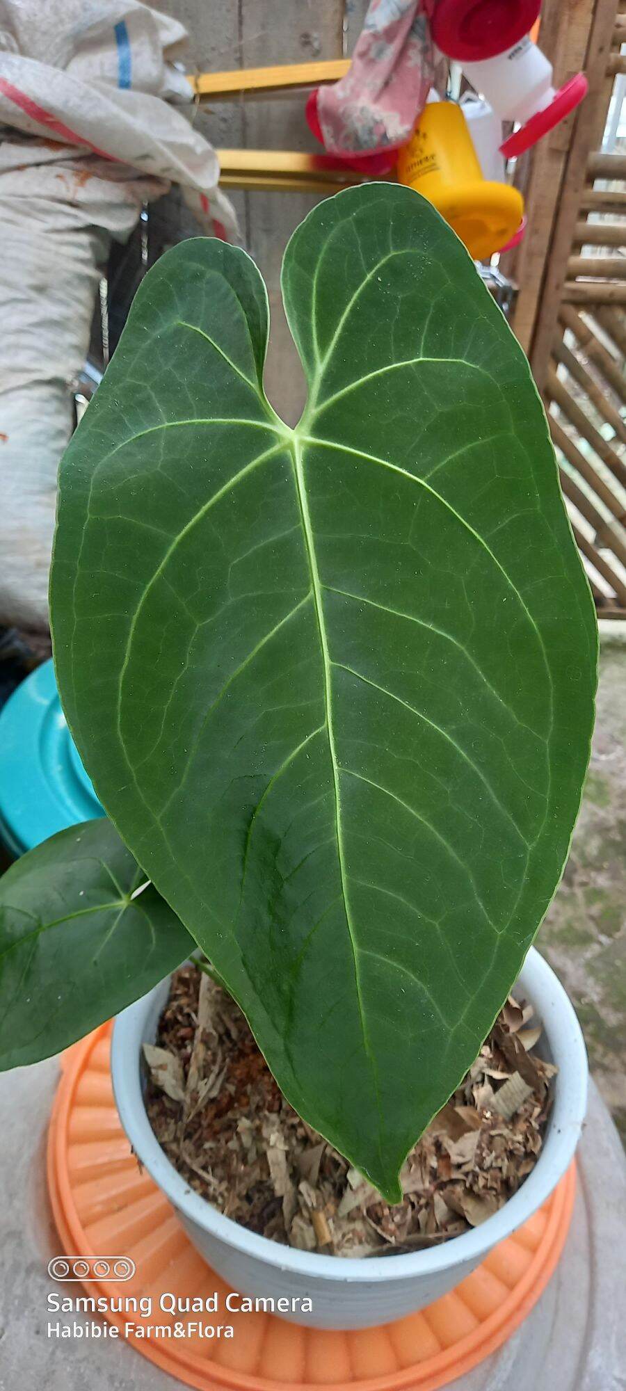 anthurium dark mama | Lazada Indonesia