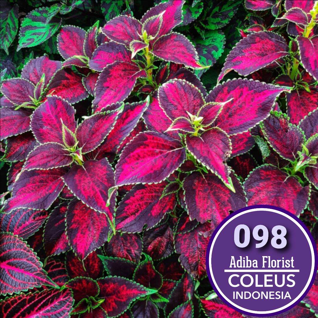 No 098 Tanaman Hias Miana Coleus Lazada Indonesia
