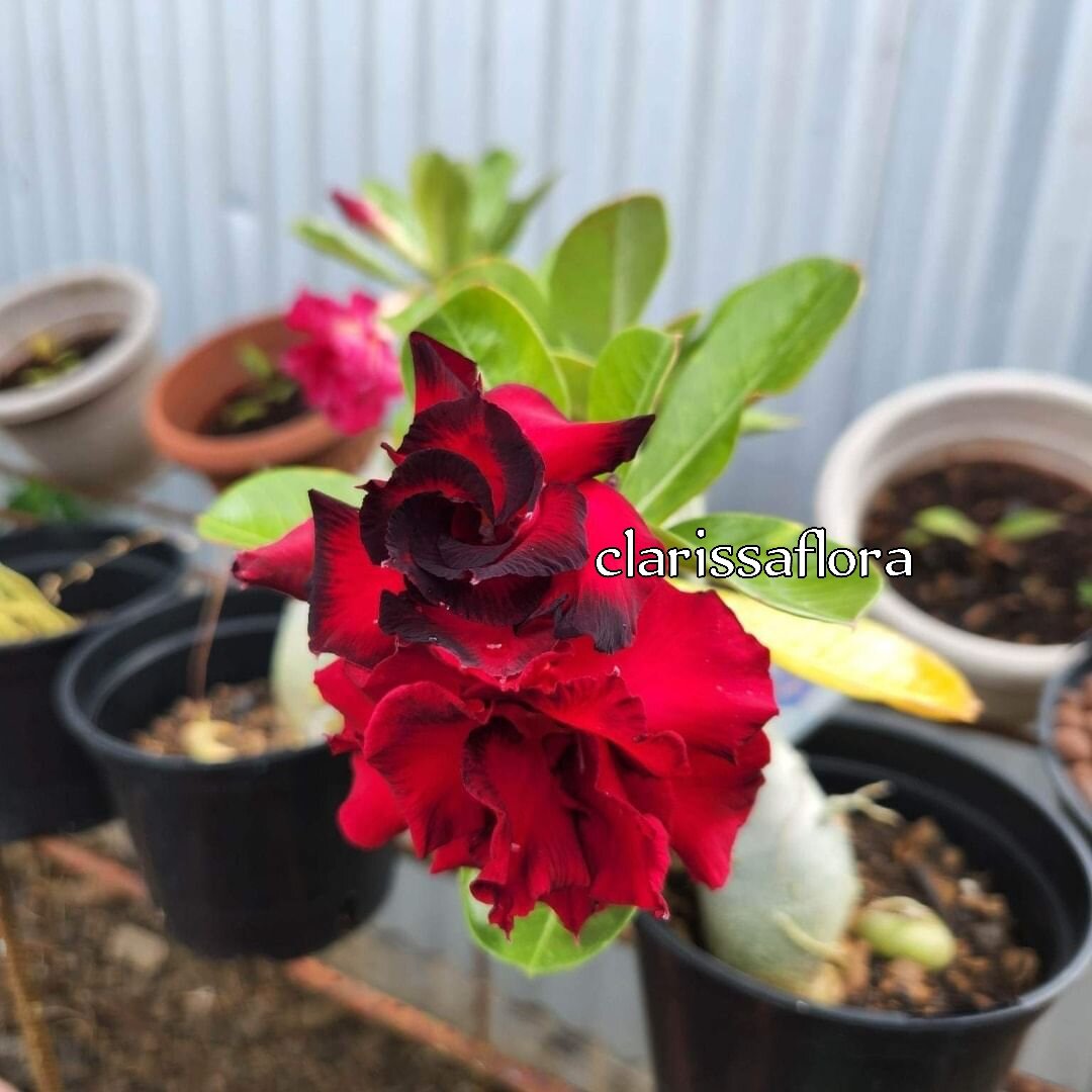 (bisa cod) tanaman hias adenium bunga tumpuk red black | Lazada Indonesia