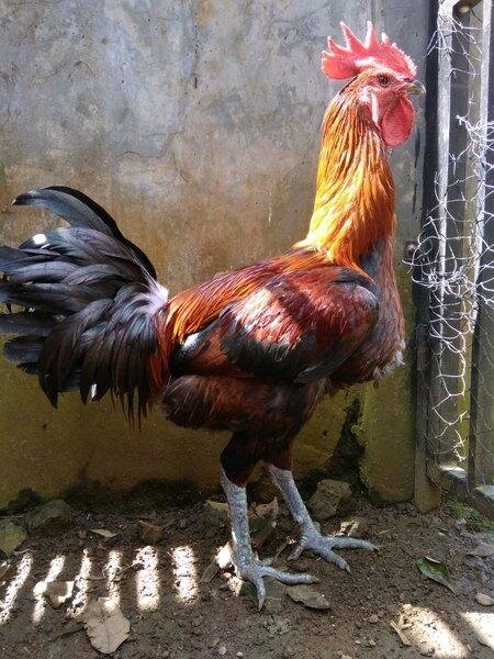 peternak ayam pelung juara