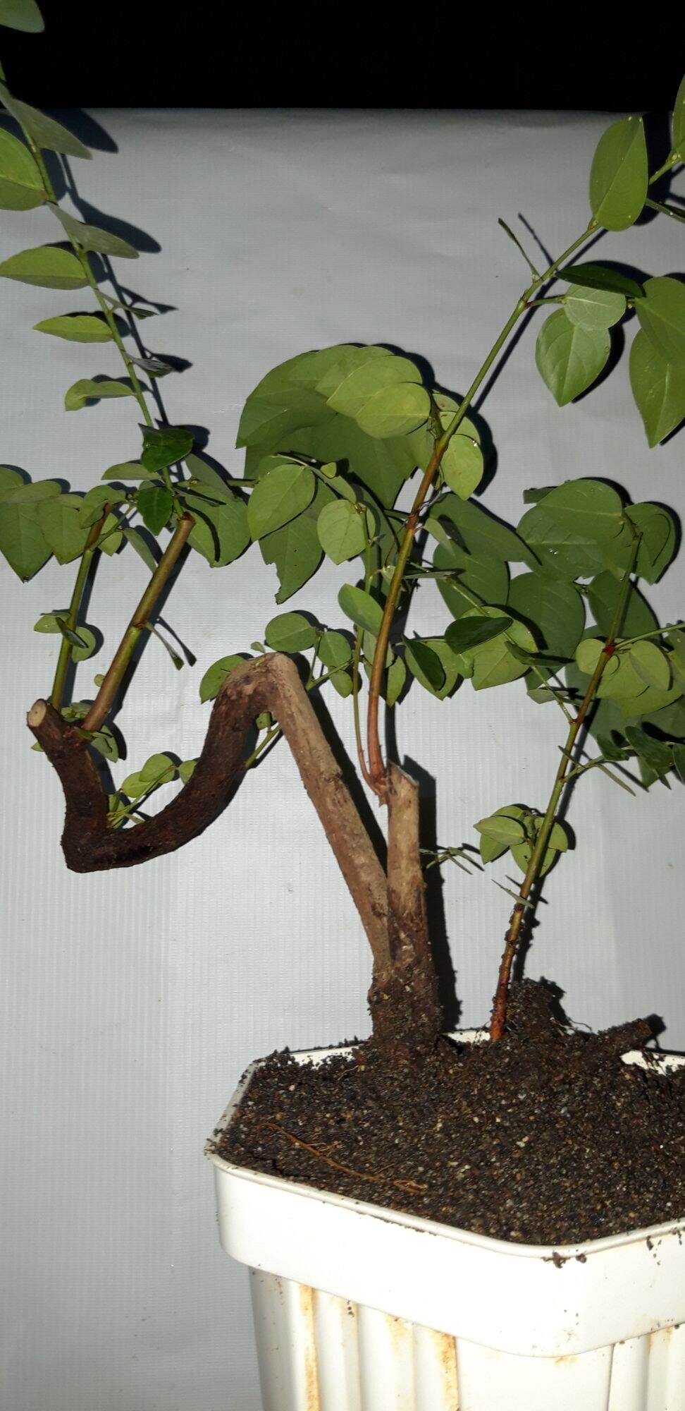 Pulutan bonsai Jual Tanaman
