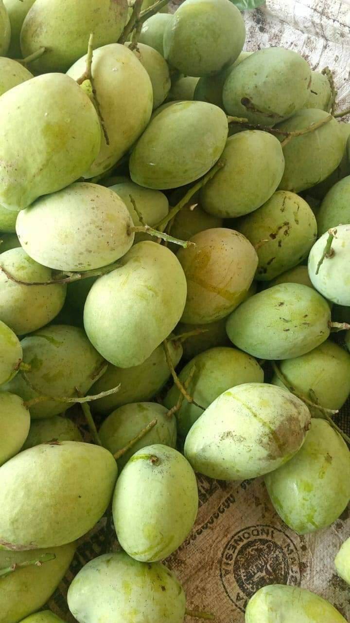 Buah Mangga Indramayu Mengkel 1 Kg Lazada Indonesia 