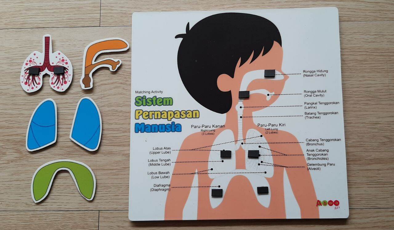 Alat peraga Sistem Pernapasan mainan edukasi | Lazada Indonesia