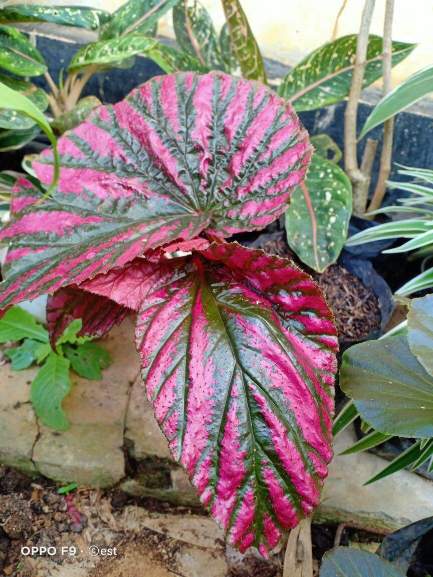 bibit begonia rex walet | Lazada Indonesia