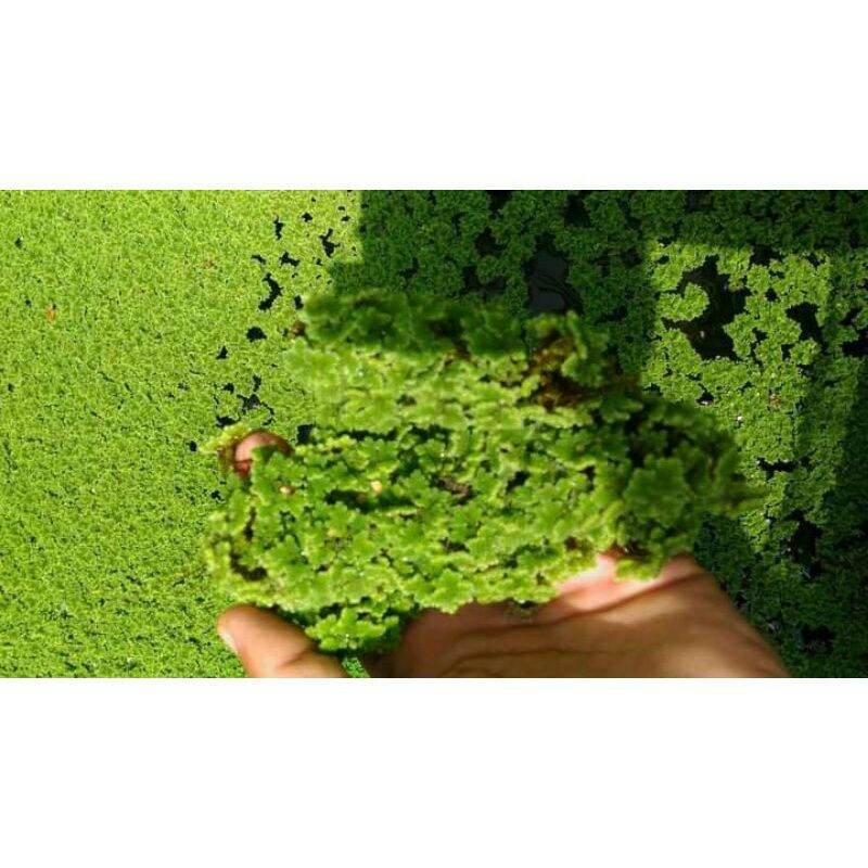 Bibit Azolla pinata microphyla Azola Pakan Ikan 100 gram terlaris murah ...
