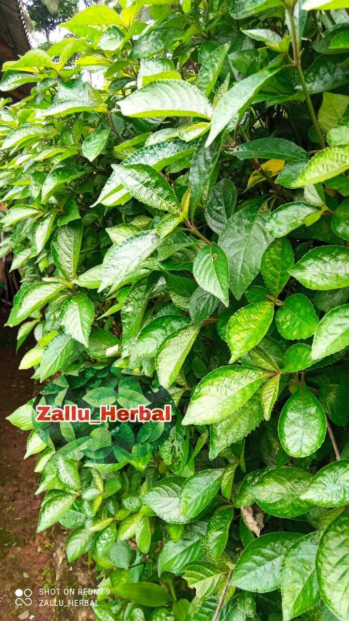 Daun Keji Beling Pecah Beling Segar 500gr Lazada Indonesia 0470