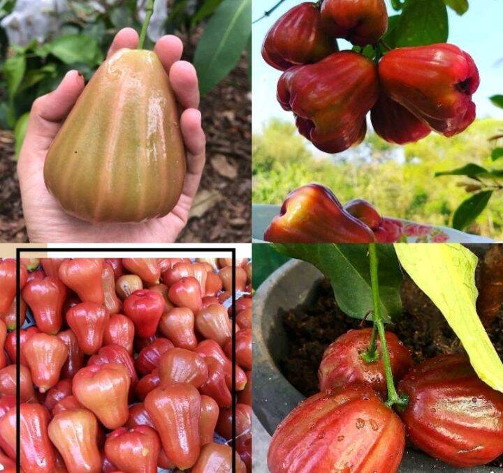 Toko Resmi Petani Bibit Super Online | Lazada.co.id