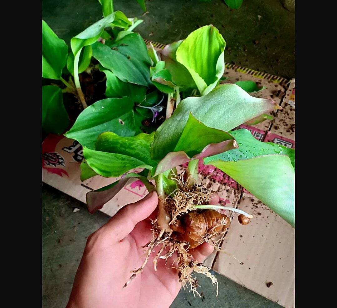 Sakit Perut dan Mual