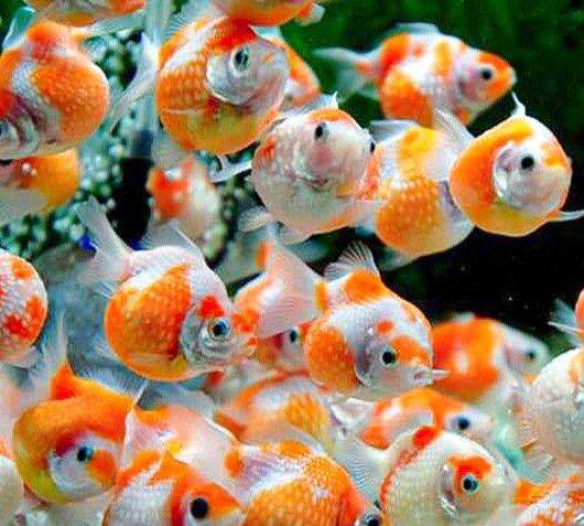 6500 Koleksi Hiasan Aquarium Untuk Ikan Koki HD Terbaik