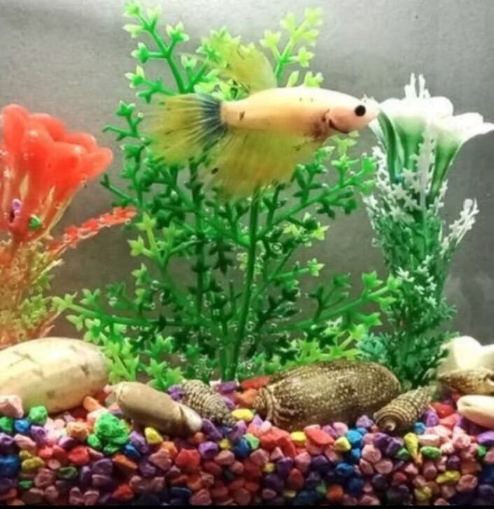 Hiasan dekorasi taman aquarium batu hias warna F2 | F3 LOKAL 500 GR