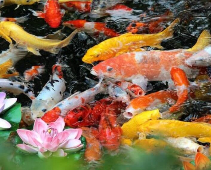 Pupuk Cair Red Aquascape SAKKAI PRO