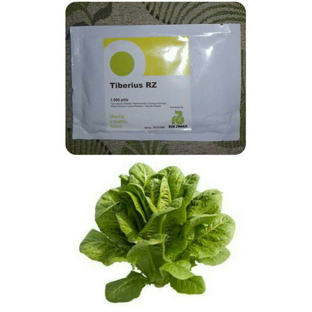 100 Pills Benih Selada Tiberius Cos Lettuce Romain Rijk Zwaan Lazada Indonesia 8794