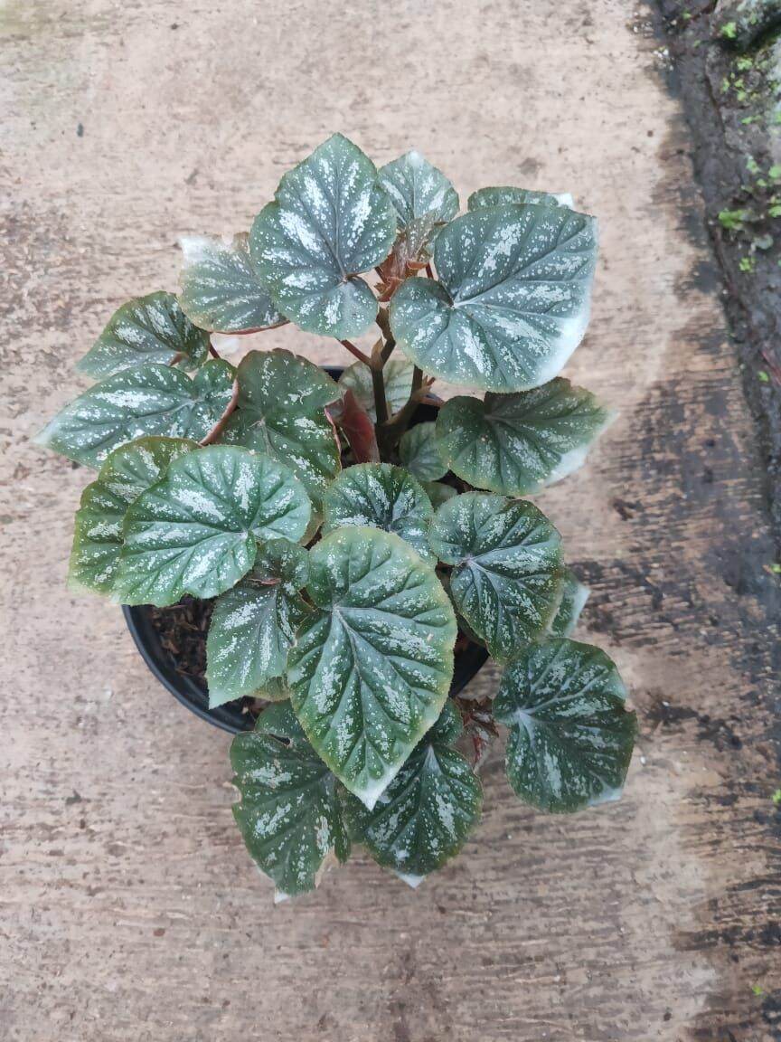 Begonia Rex Lazada Indonesia