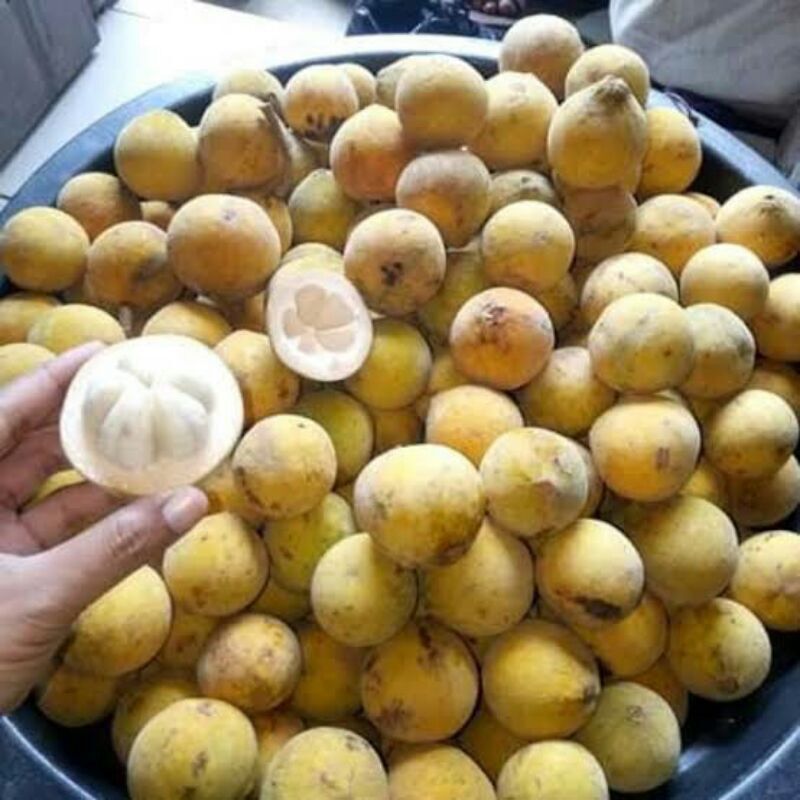 Buah Kecapi Segar 1kg Lazada Indonesia