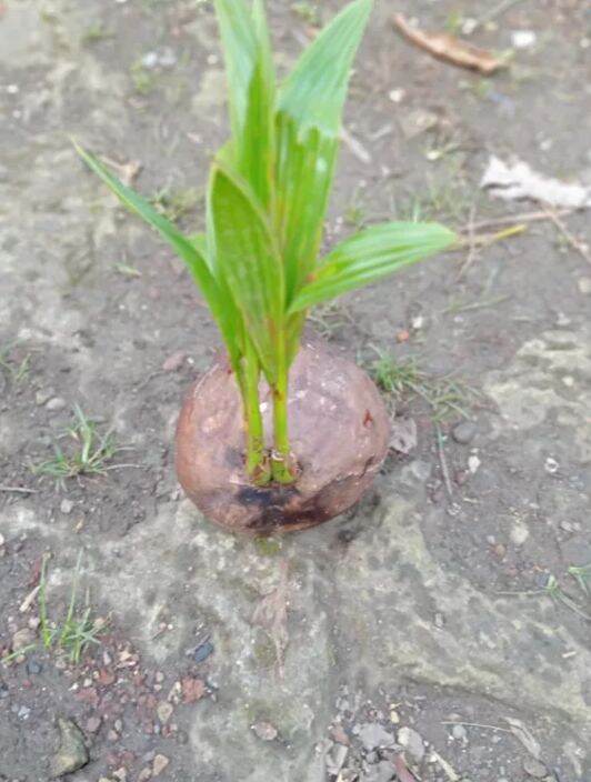 Bibit kelapa kembar tunas dua Lazada Indonesia