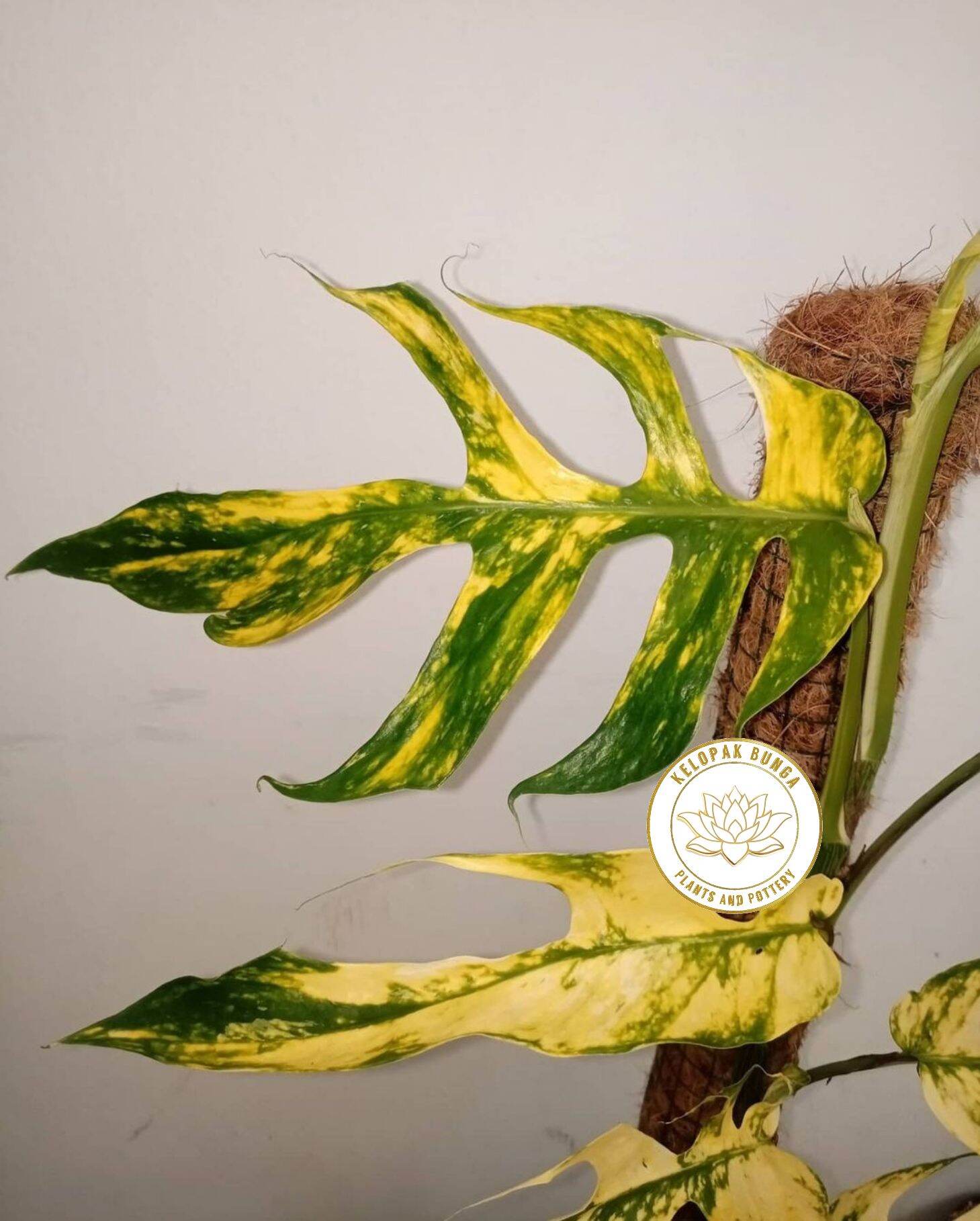 EPIP KUJANG / EPIPRENUM PINATUM YELLOW VARIEGATA F1 /EPIPRENUM