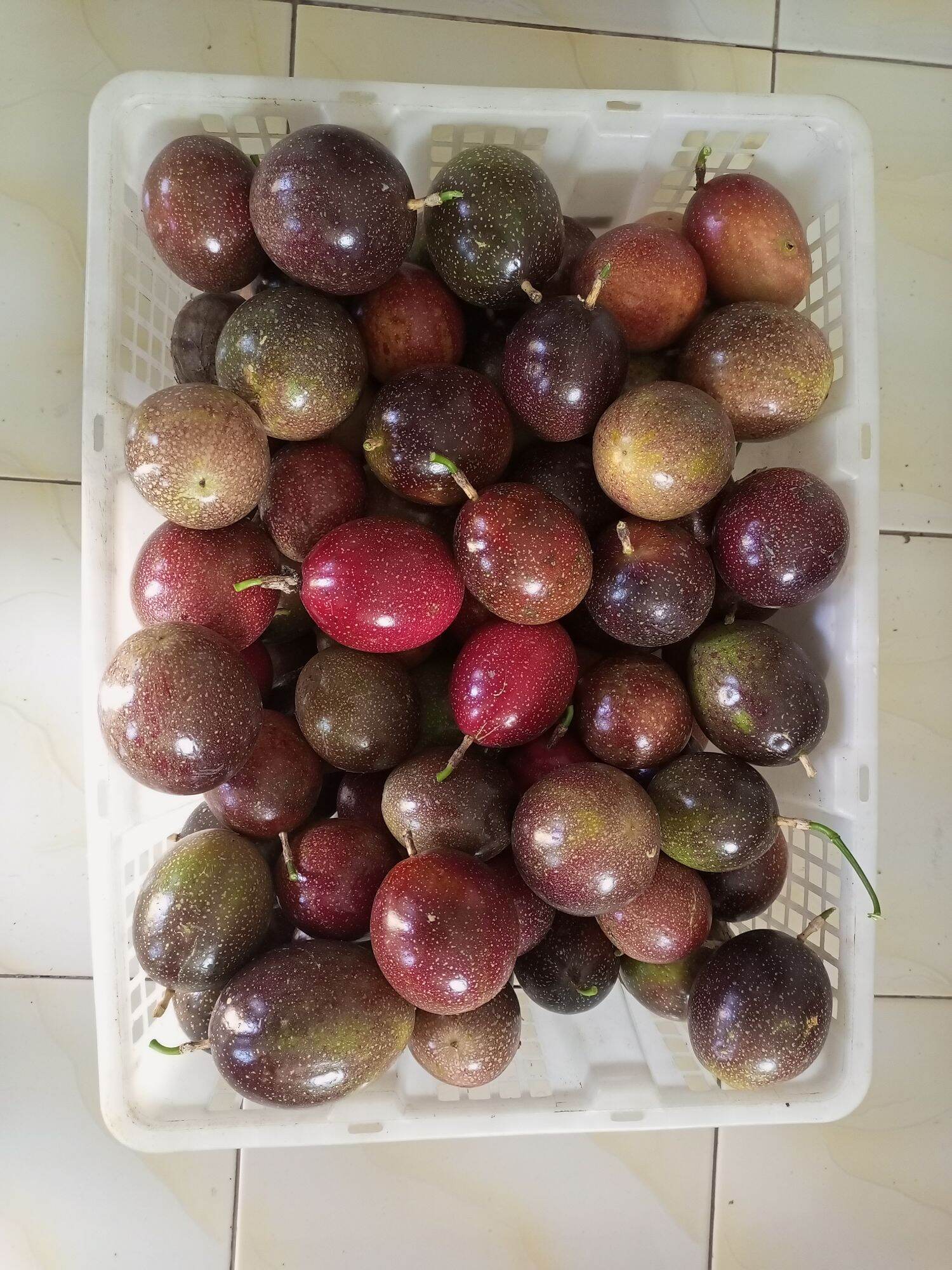 Buah Markisa Ungu 500gr Lazada Indonesia