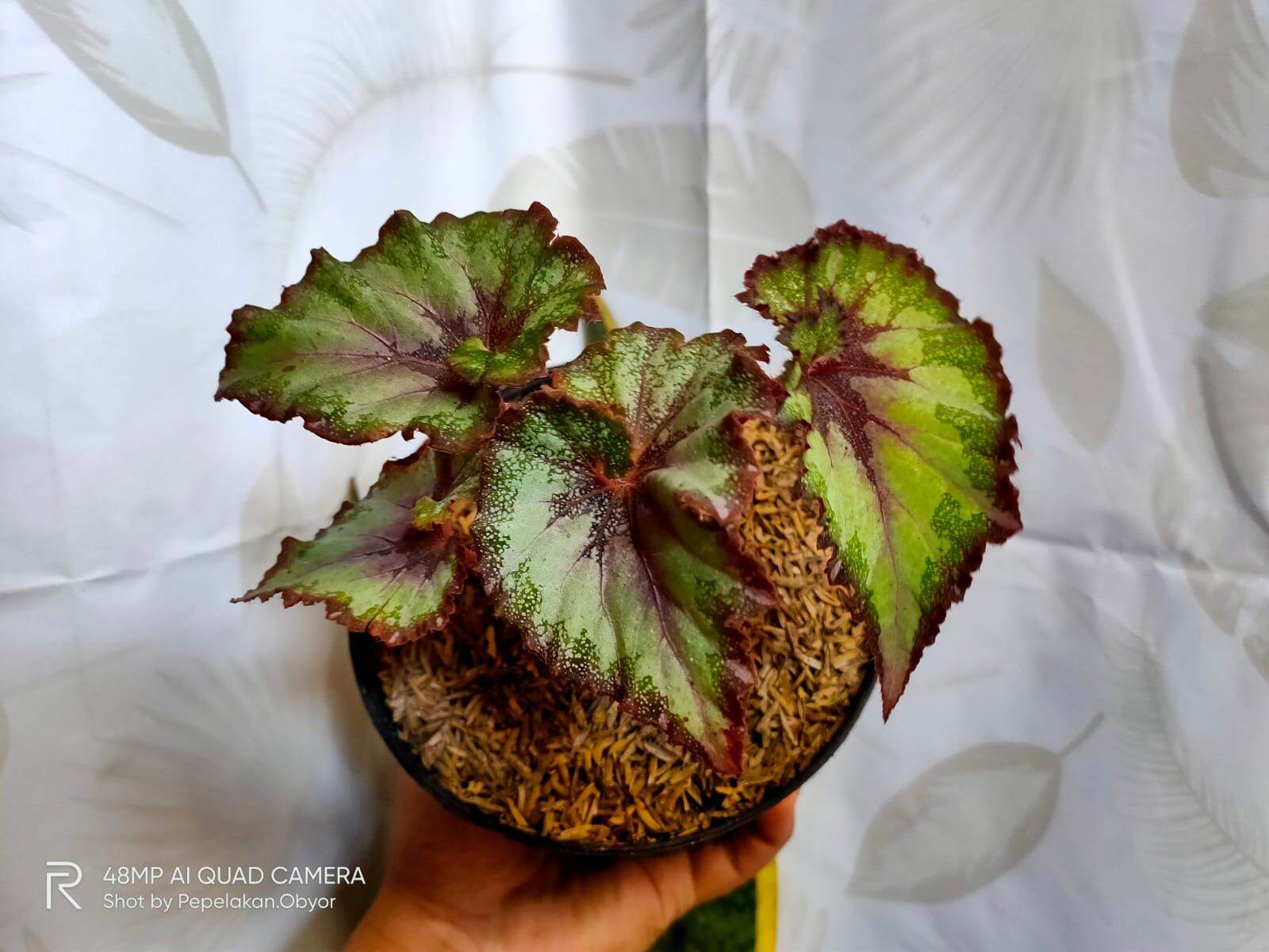 Begonia rex escargot/Tanaman begonia rex keong | Lazada Indonesia