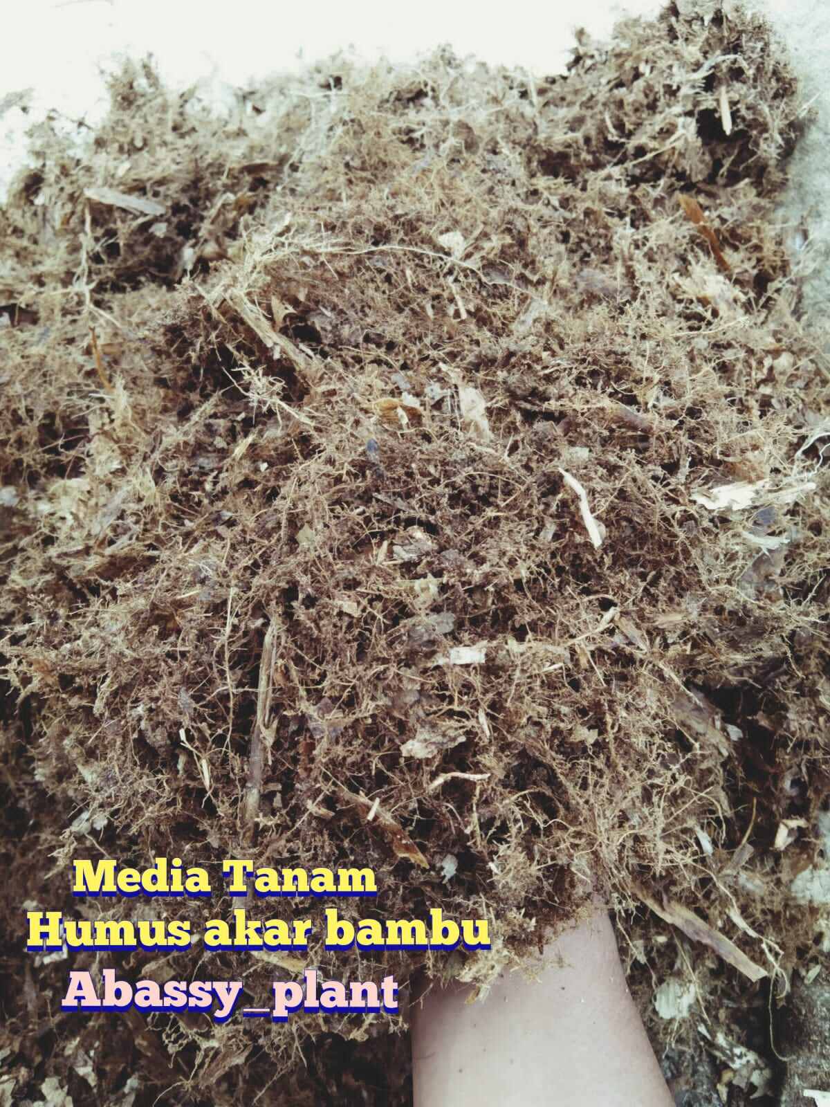 Humus Akar Bambu Lazada Indonesia 