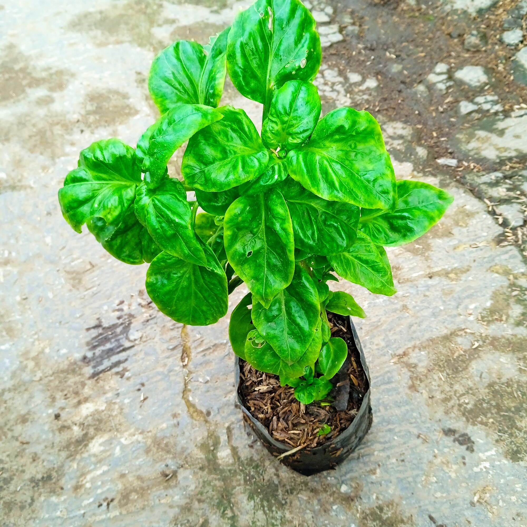tanaman sayur bayam brazil tanaman hidup. 