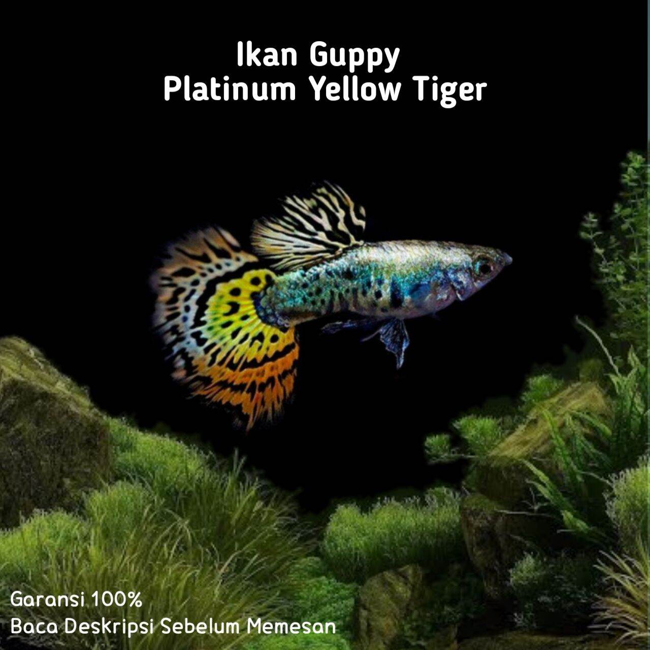 guppy platinum tiger