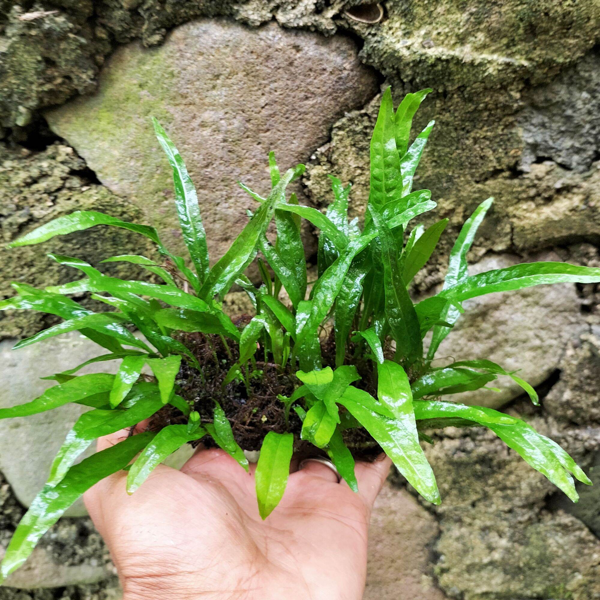 Kadaka Mini Java Fern Tanaman Aquascape Media Lempeng Pakis Lazada Indonesia