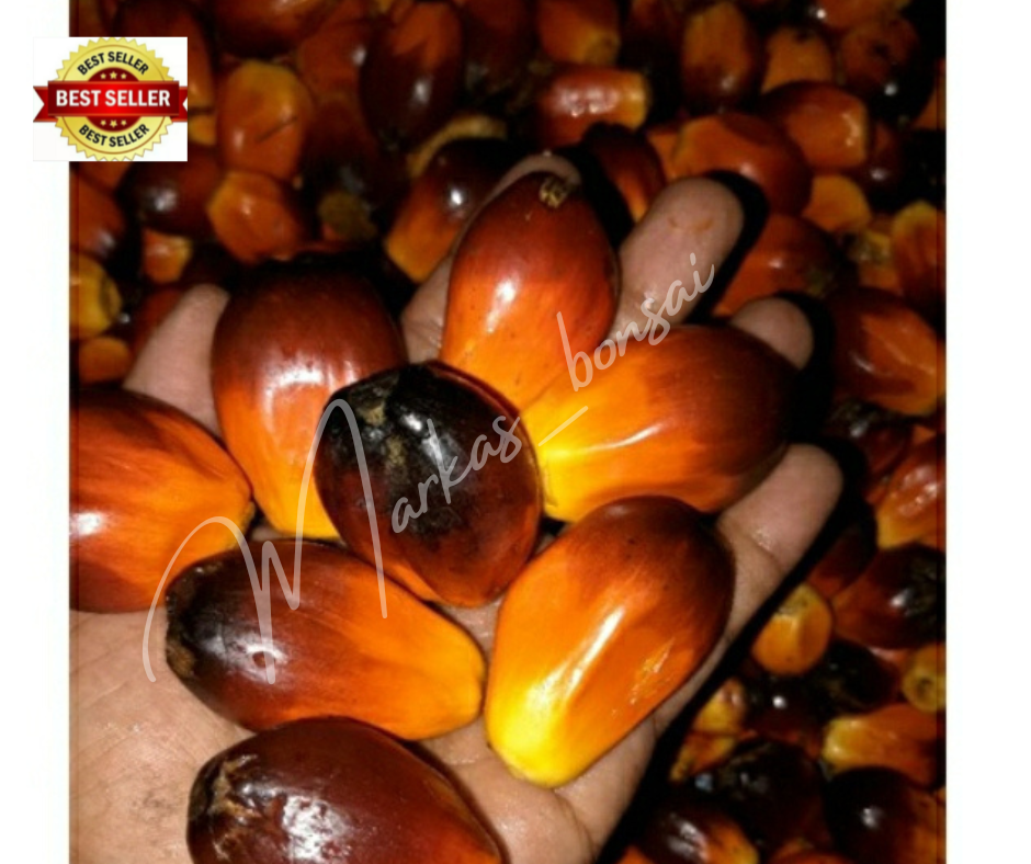 BRONDOL BUAH KELAPA SAWIT MATANG | Lazada Indonesia