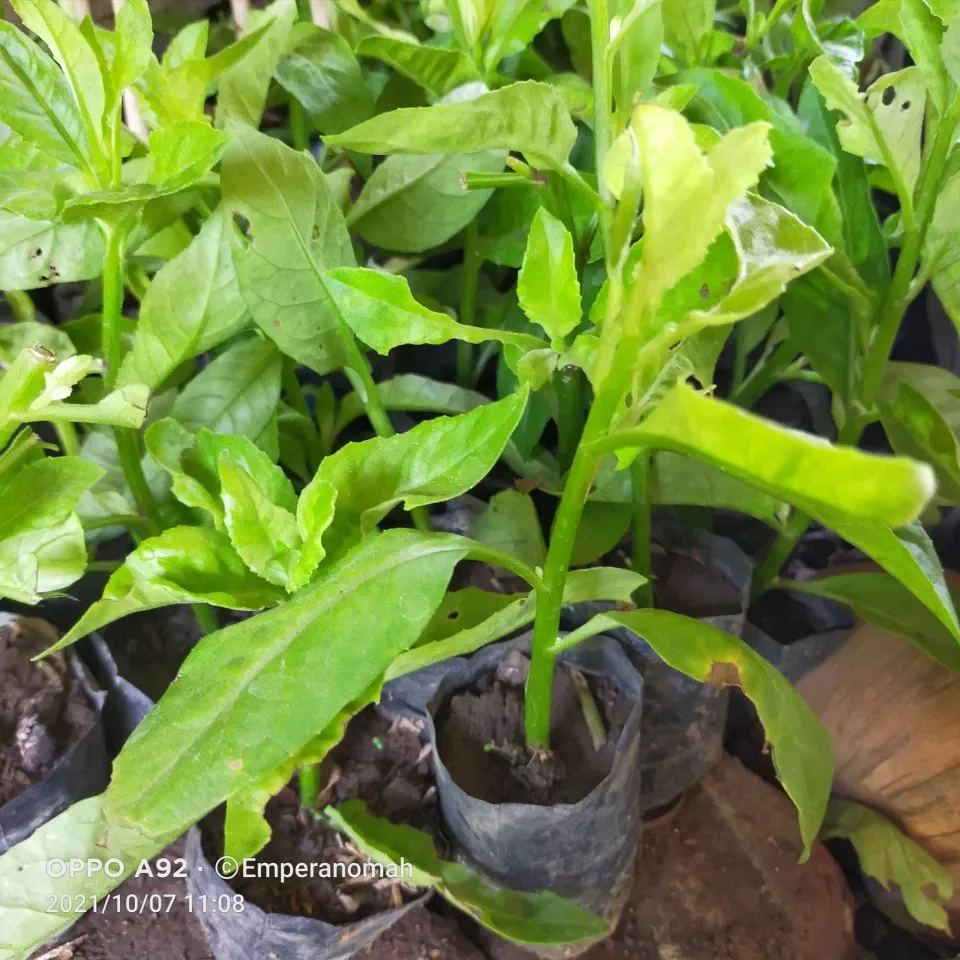 Bibit Tanaman Daun Sambung Nyawa Pohon Daun Sambung Nyawa Herbal