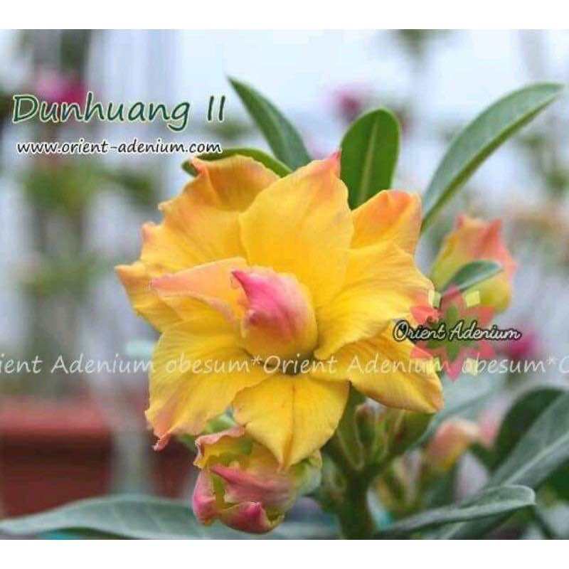 ADENIUM BUNGA TUMPUK *DUN HUANG II* | Lazada Indonesia