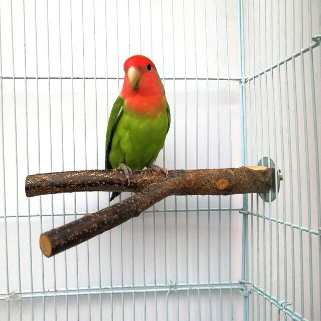 Jual Pet Parrot Terbaru | Lazada.co.id Jual Pet Parrot Terbaru | Lazada.co.id