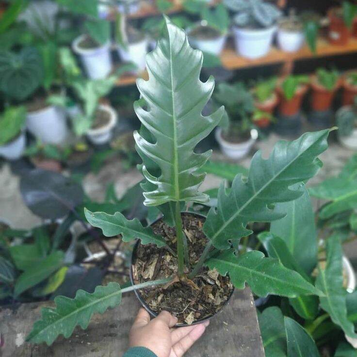 Philodendron Ring of fire philodendron philo ring of fire philodendron caramel philo