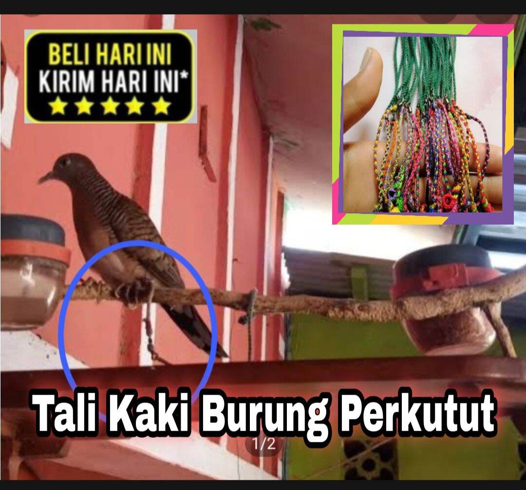 Tali Burung Perkutut Untuk Penjinakan Di Sangkar Layang Lazada Indonesia 6328