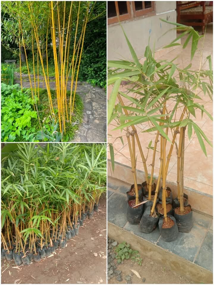Tanaman hias bambu kuning 1pcs