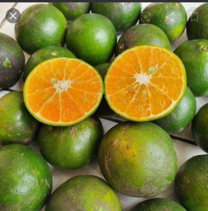 jeruk jember manis 1kg Lazada Indonesia