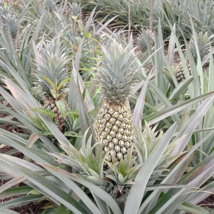 Pengadaan Bibit Nanas Rp60