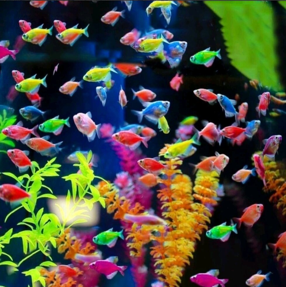 KANDILA GLOFISH GLO 1000 LAMPU LED CELUP AQUARIUM AQUASCAPE