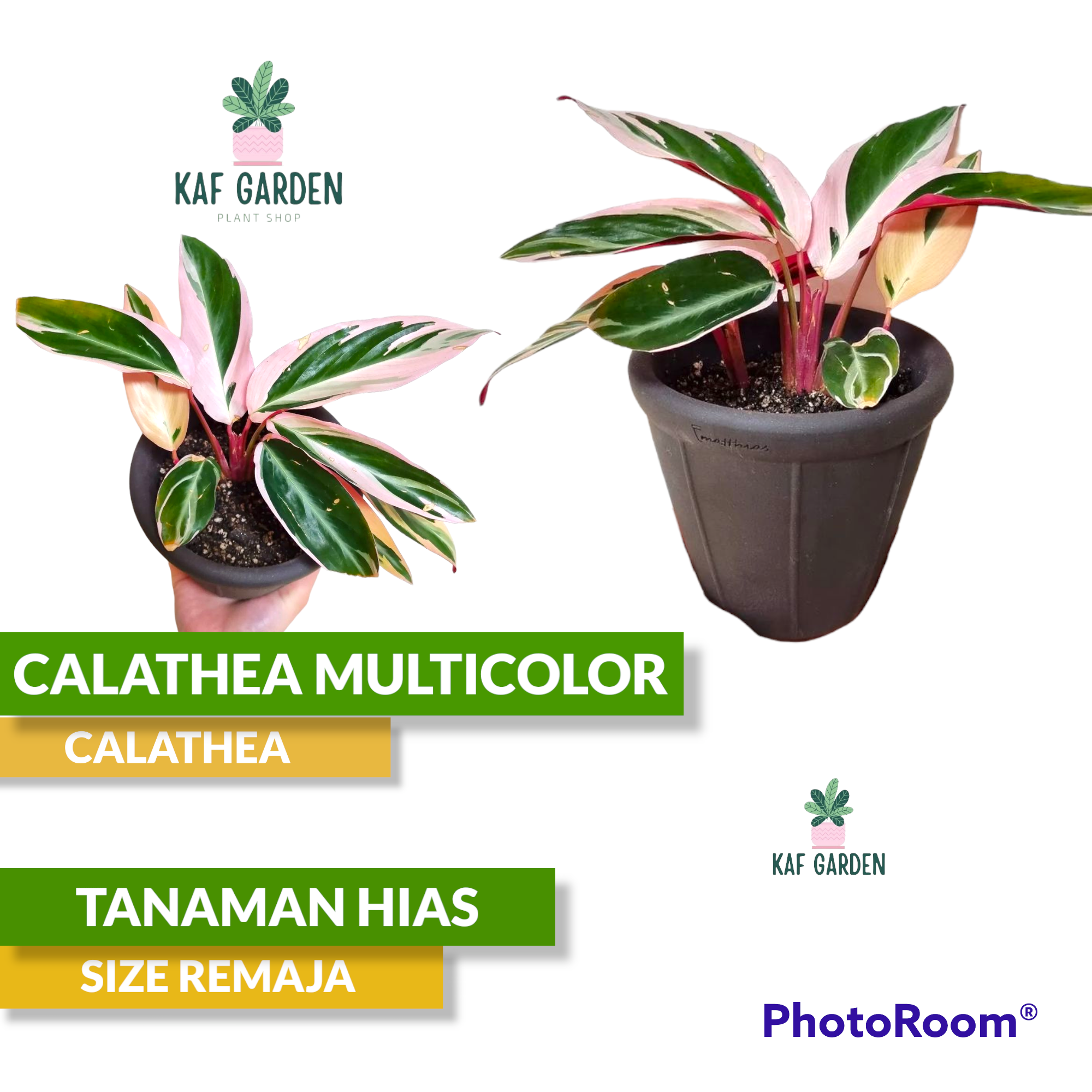 Calathea Multicolor Tanaman Hias Calatea Meranti Bali Kalatea Maranta