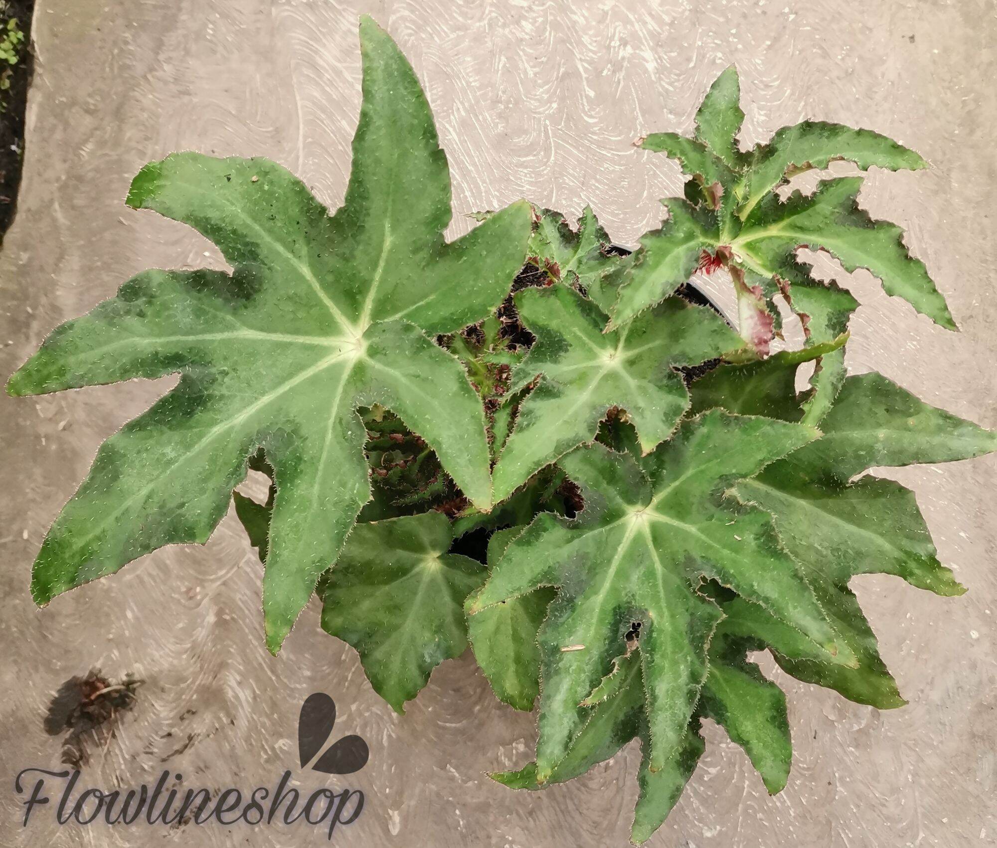 tanaman hias begonia jari hijau | Lazada Indonesia