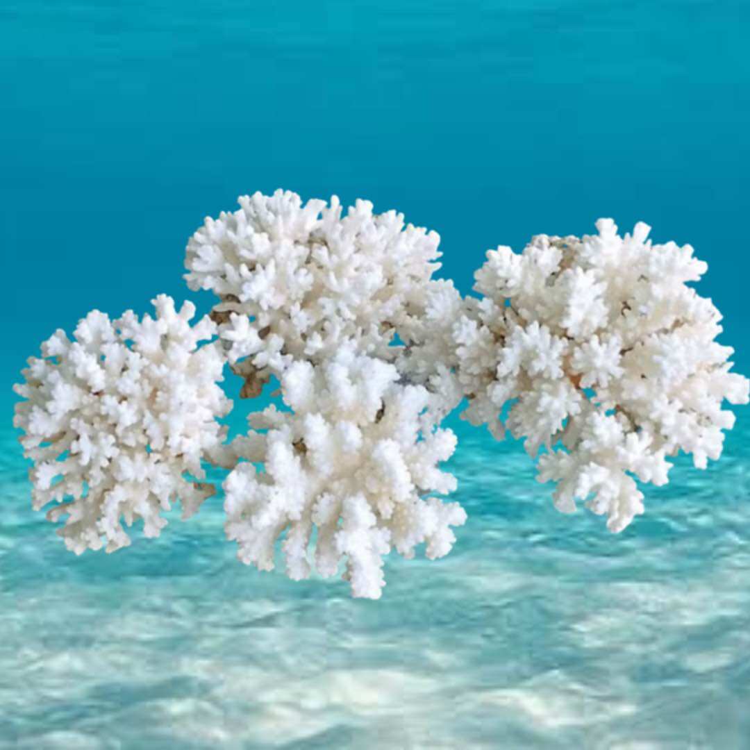 HIASAN AQUARIUM AQUASCAPE BATU TERUMBU KARANG ORIGINAL