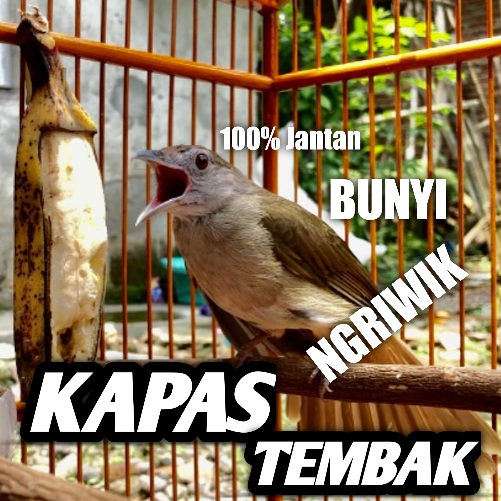 Burung Kapas Tembak Jantan Bunyi Bahan Ngriwik Rawatan Lazada Indonesia