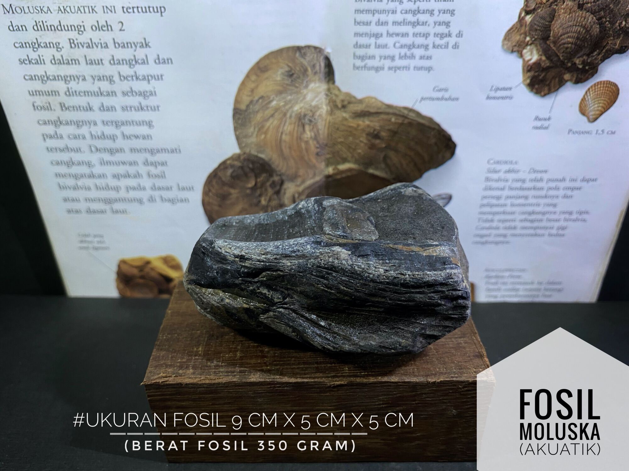 Fosil Moluska Purba B60 Atau Fossil Gryphaea Acurata Atau Fosil Keong ...