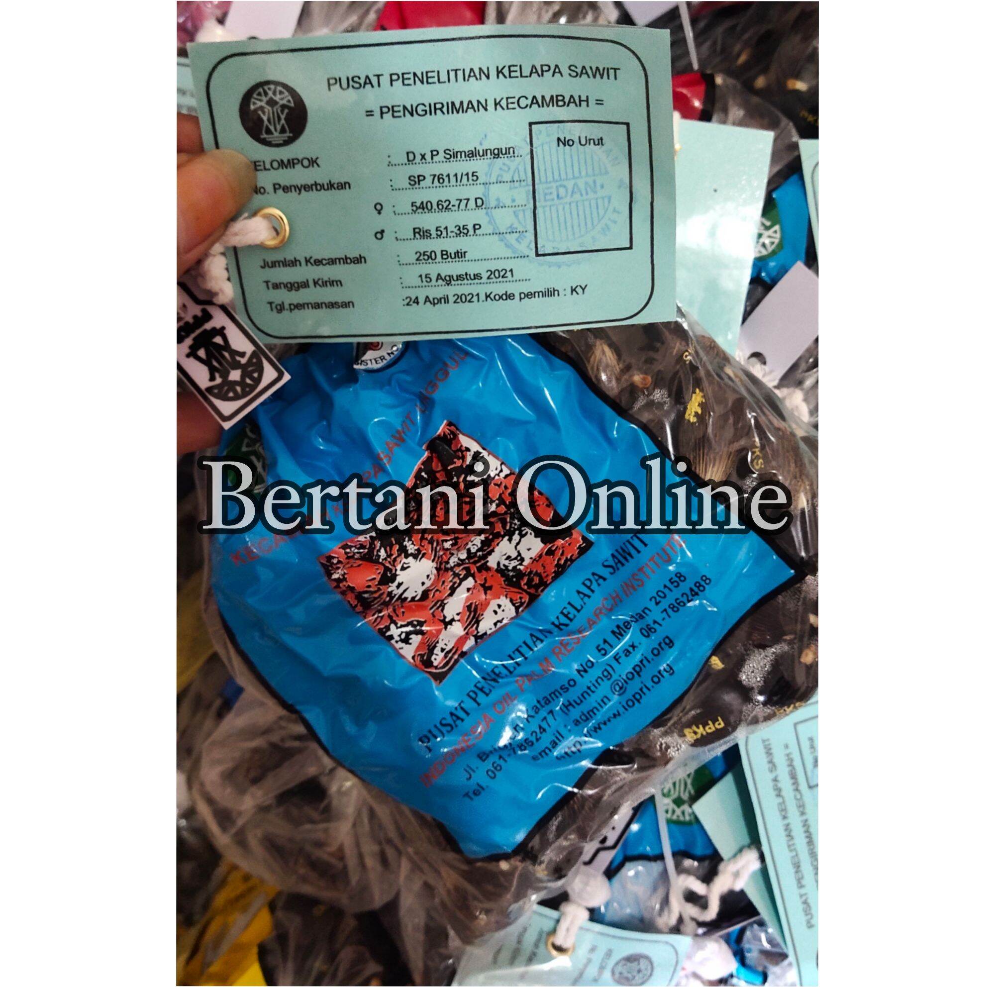 Bibit Sawit / Kecambah polong Sawit Jenis PPKS / MAREHAT / DUMPY ...