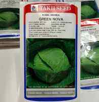 Benih kubis greenova f1 20 gram