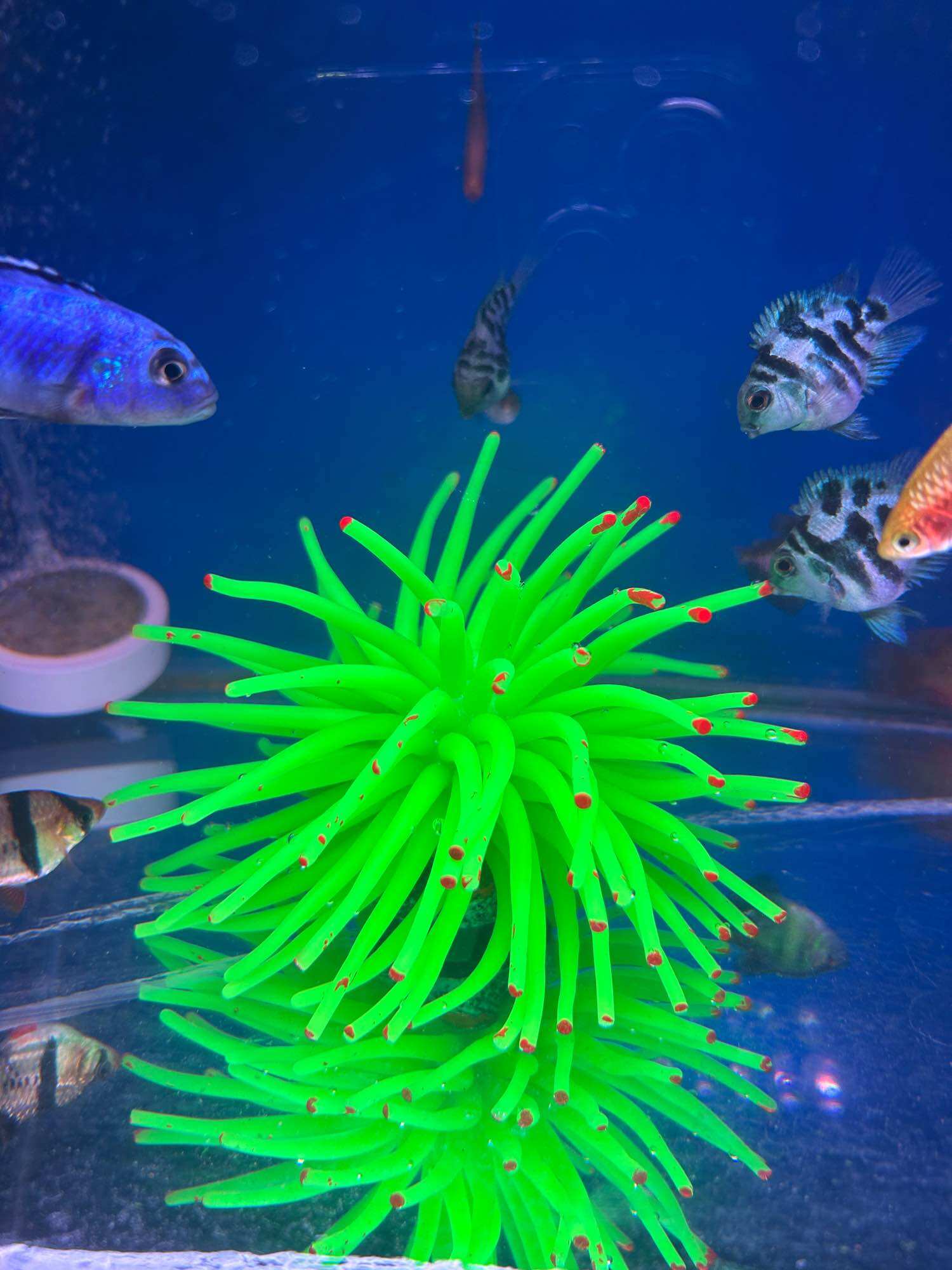 HIASAN AQUARIUM ANEMON LAUT ANEMON SILICONE JELLY GLOW IN THE DARK