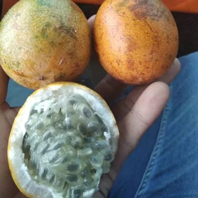 Buah Markisa Konyal Fresh Gr Lazada Indonesia