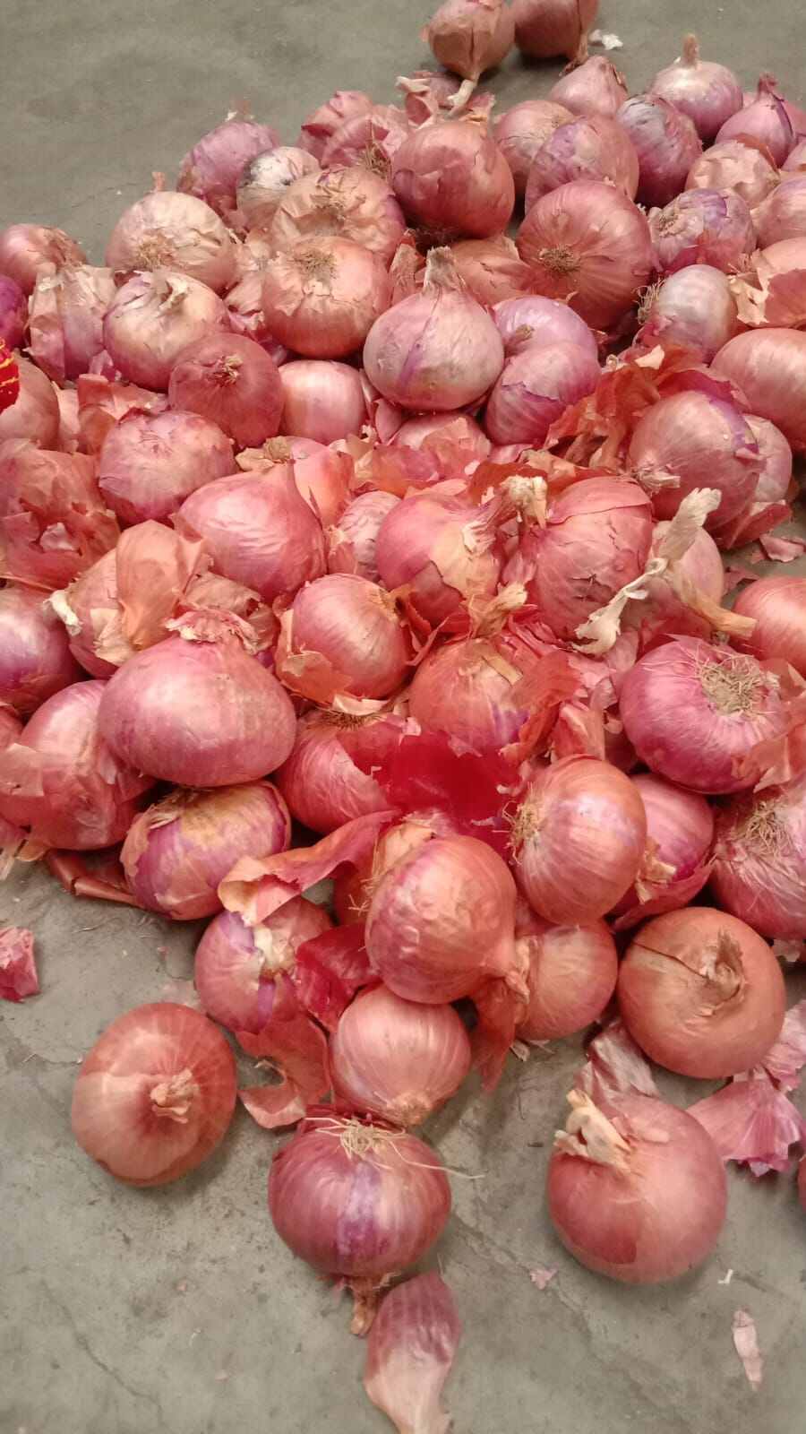 Bawang Merah India Peking Murah 1kg Lazada Indonesia