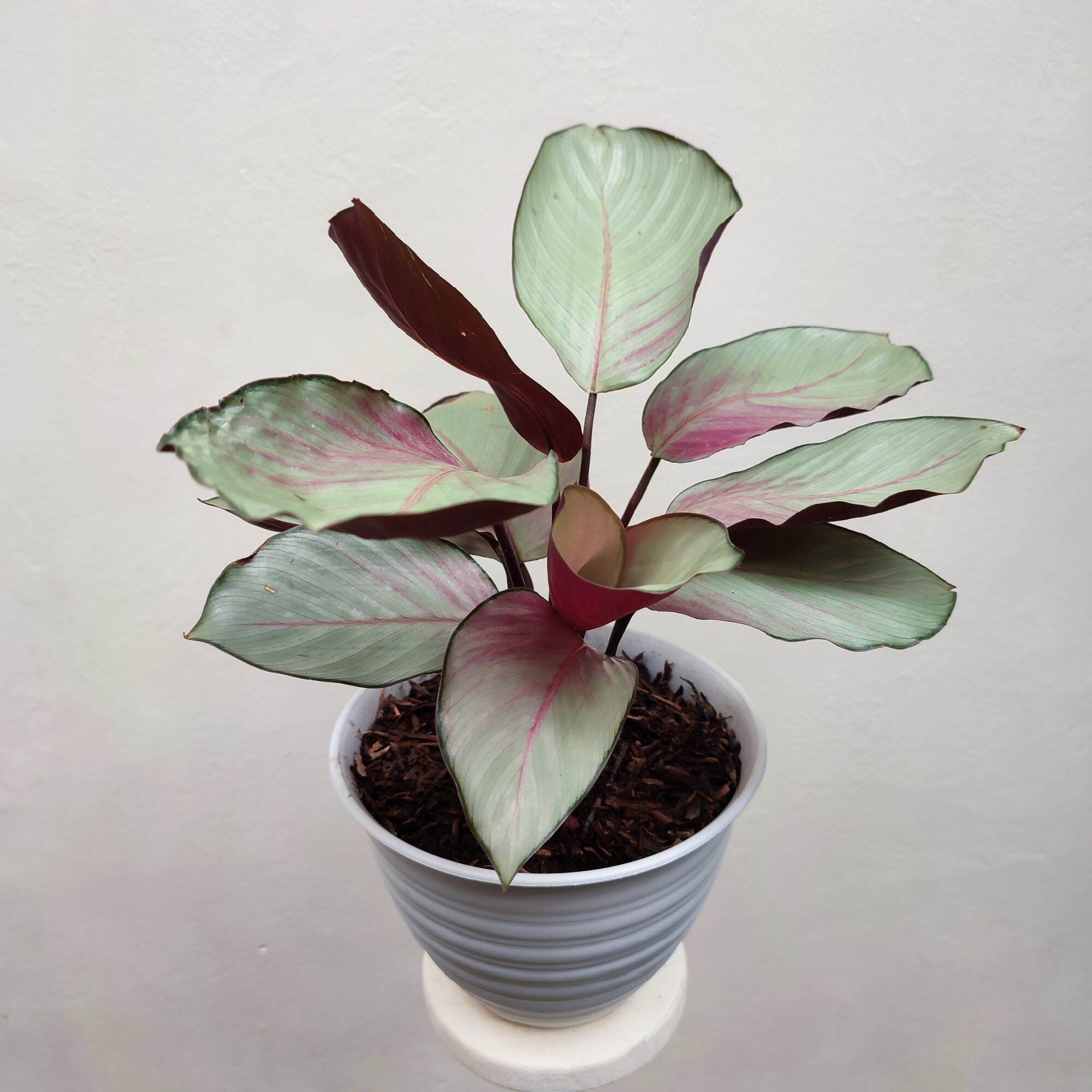 Tanaman hias Calathea silver pink