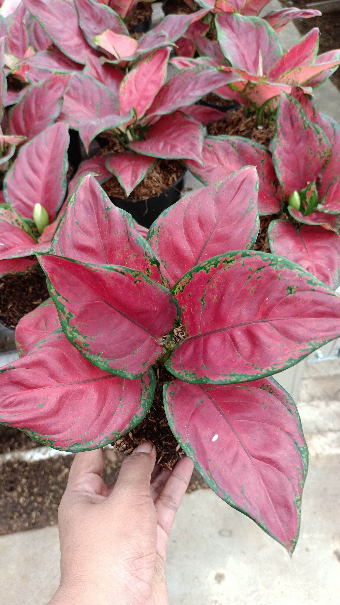 Shop online with Lili garden now! Visit Lili garden on Lazada.